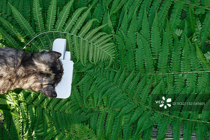 草地上坐着的猫的俯视图图片素材