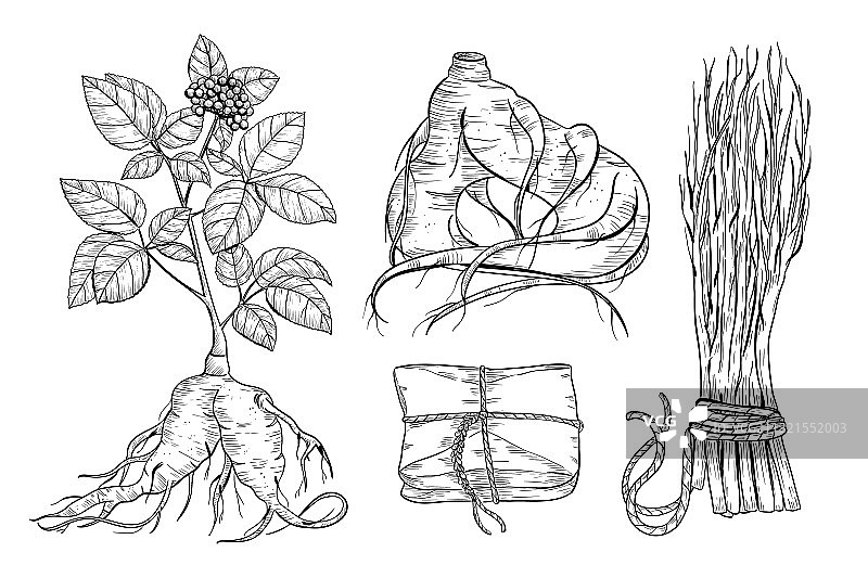 人参药材素描图片素材