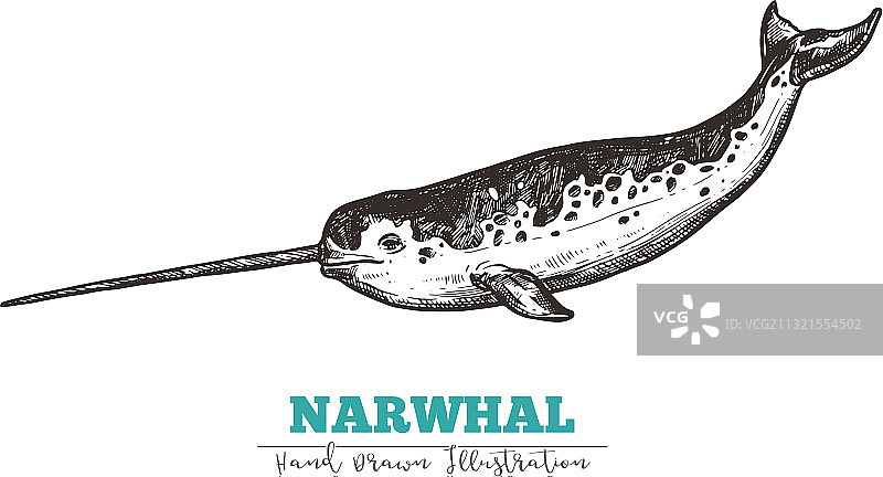 手绘独角鲸图片素材