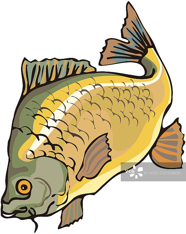 深海鱼图片素材