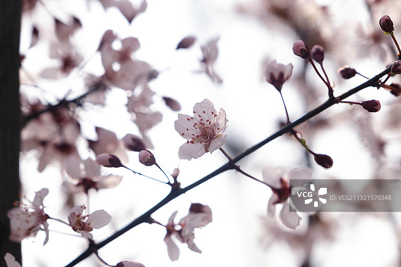 梅花枝头绽放图片素材