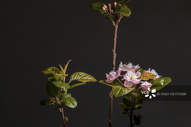 海棠花枝图片素材