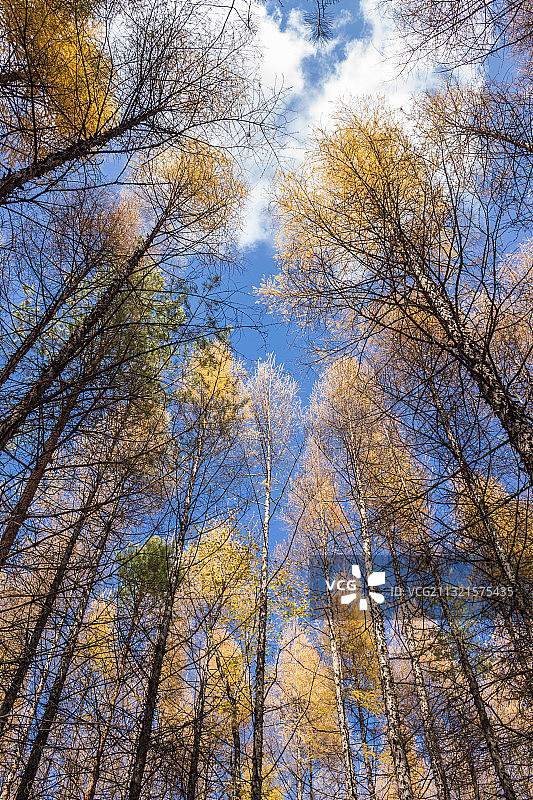 长白山森林图片素材