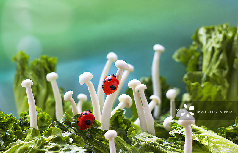 蔬菜 蘑菇图片素材