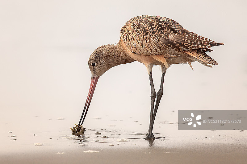 美国曼雷萨主州立海滩上的栖息鸟类特写图片素材