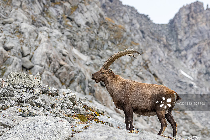 有角野山羊站在岩石上的侧视图图片素材
