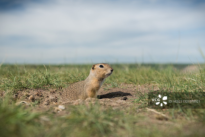 田野中的草原犬鼠特写图片素材