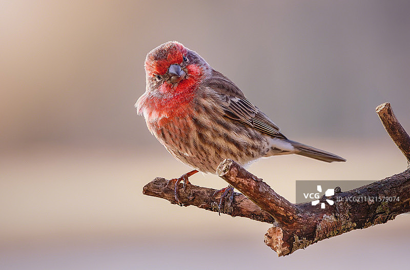 栖息在树枝上的鸣雀特写，美国密歇根州诺维图片素材