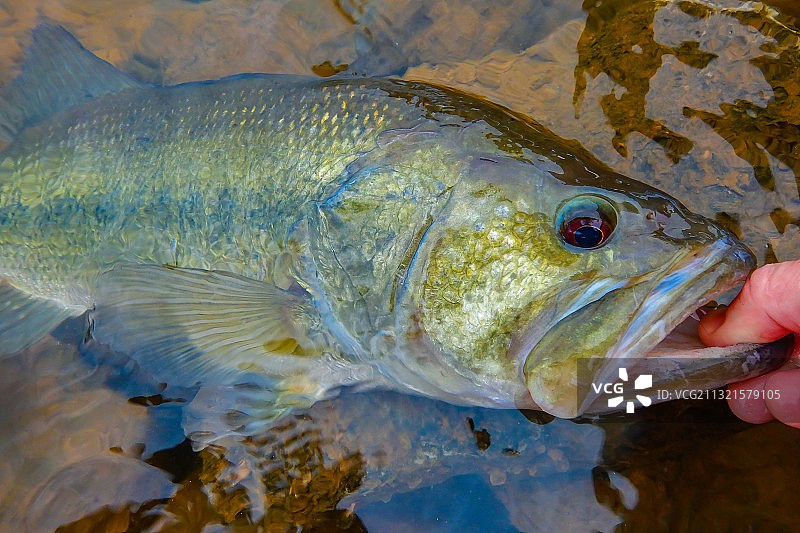 人们在史密斯山湖手持淡水鱼的局部特写，美国弗吉尼亚州图片素材