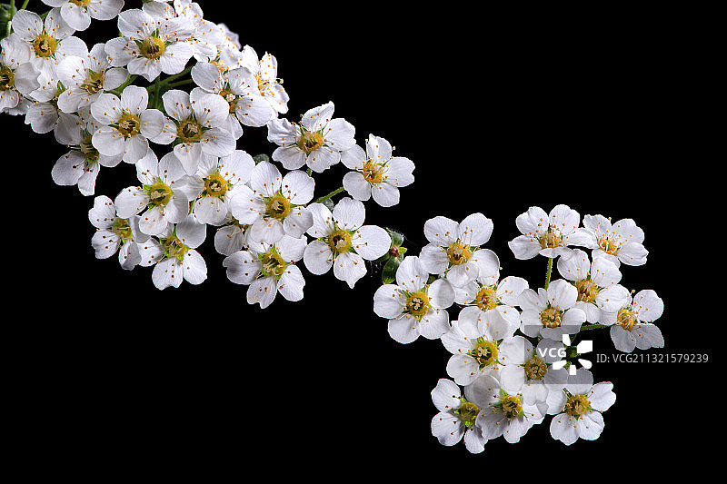 黑色背景下的白色花朵特写图片素材