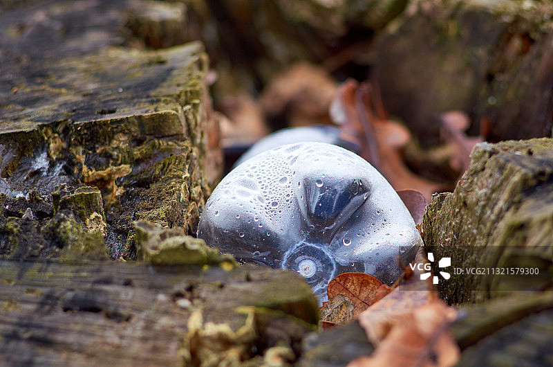树桩上生长的蘑菇特写图片素材
