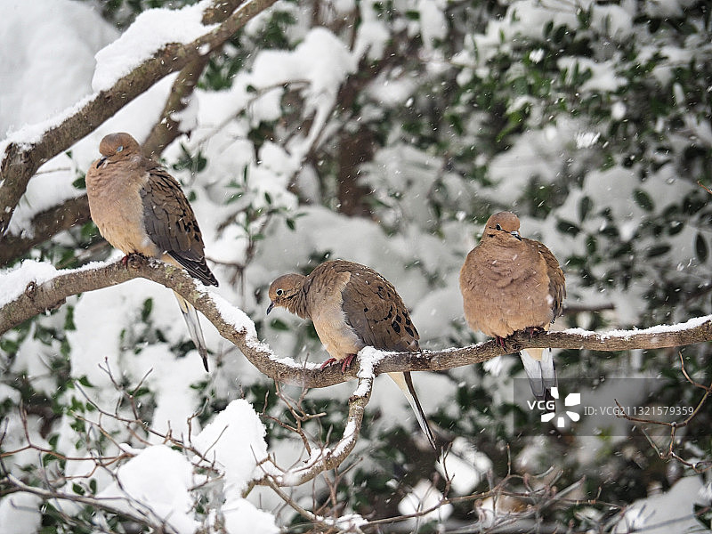 冬季，幼年横斑林鸮栖息在树枝上图片素材