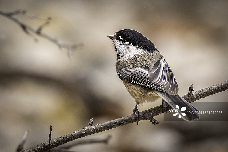 山雀栖息在树枝上的特写图片素材
