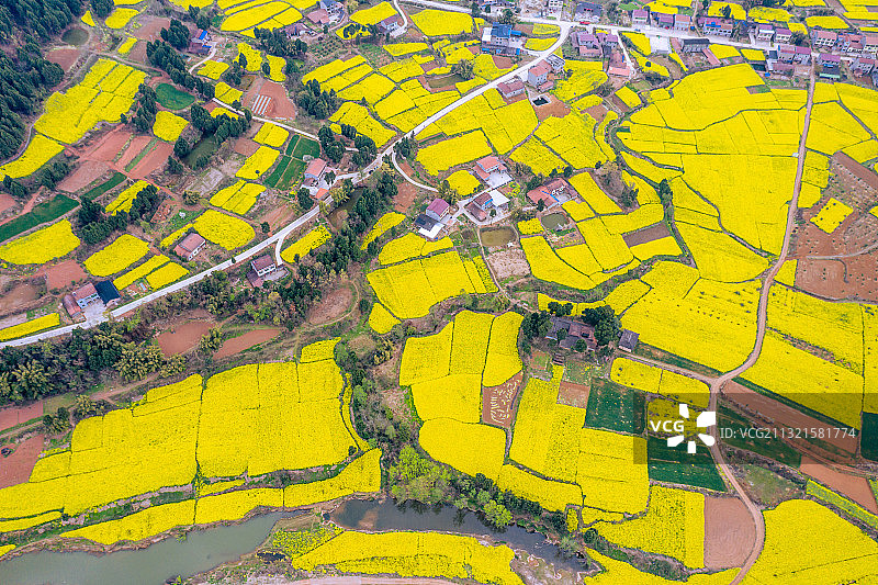 鸭嘴岩菜花图片素材