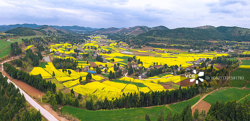 鸭嘴岩菜花图片素材