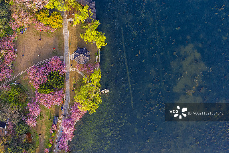 莫愁湖春色图片素材