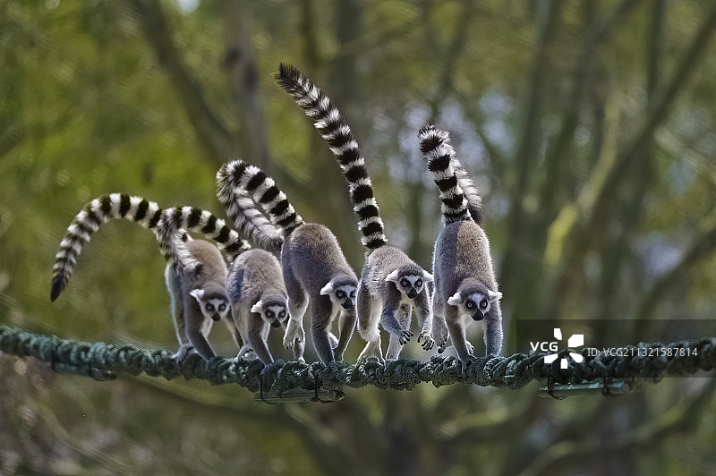 精灵齐舞图片素材