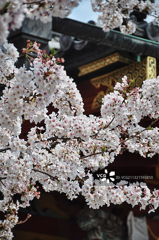 日本东京浅草寺 樱花图片素材