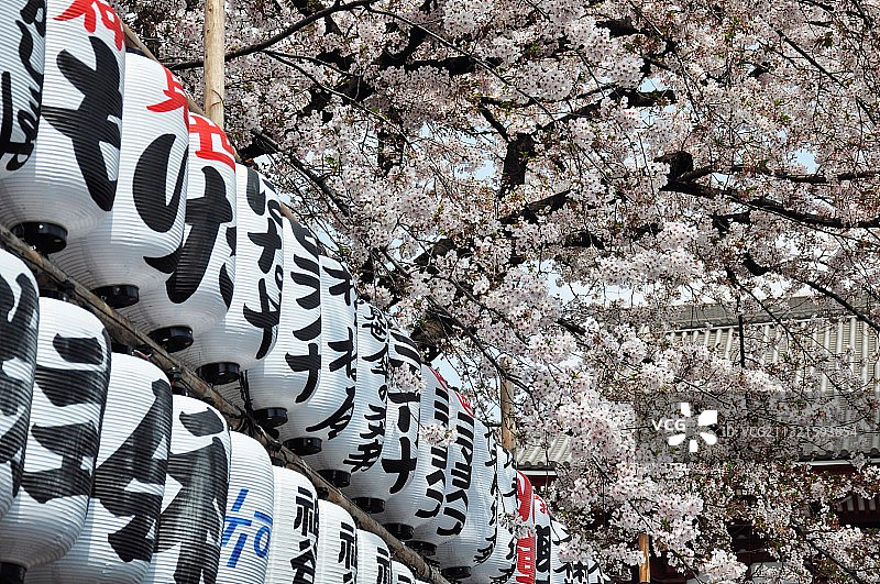 日本东京浅草寺 樱花图片素材