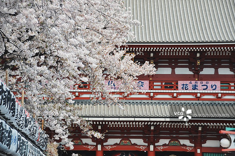 日本东京浅草寺 樱花图片素材