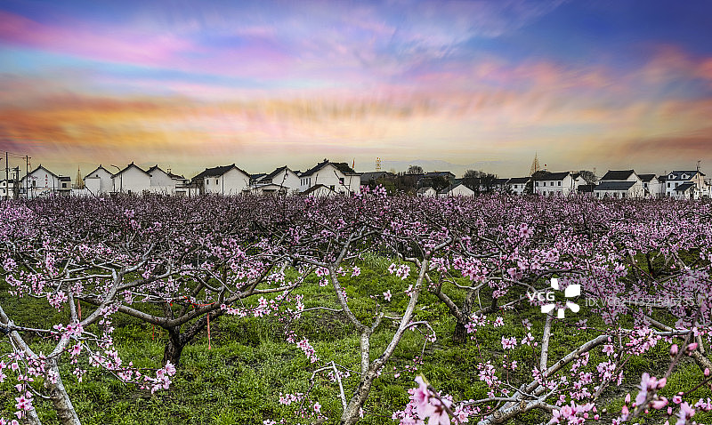 春天江南桃园图片素材