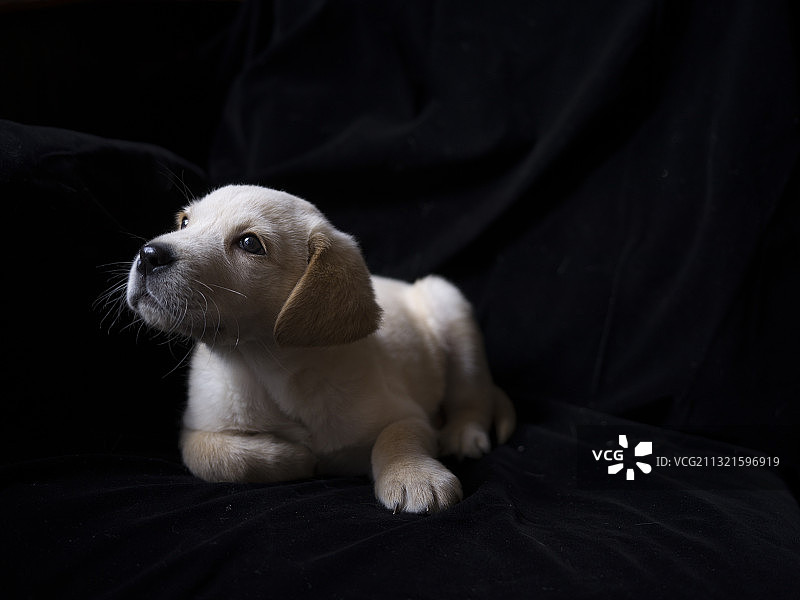 狗的凝视图片素材