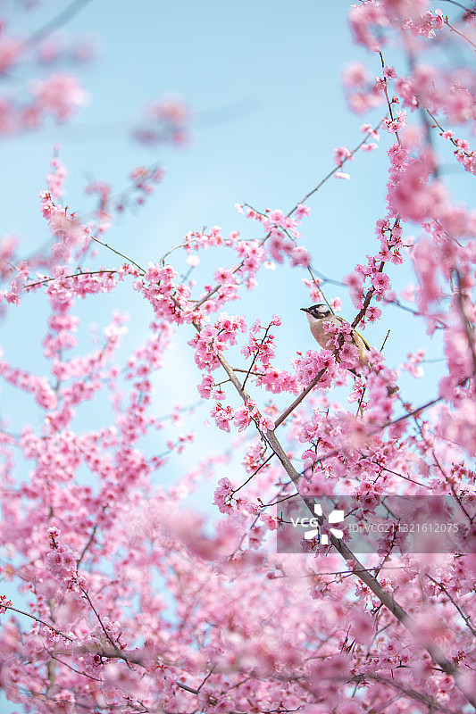 瘦西湖春色图片素材