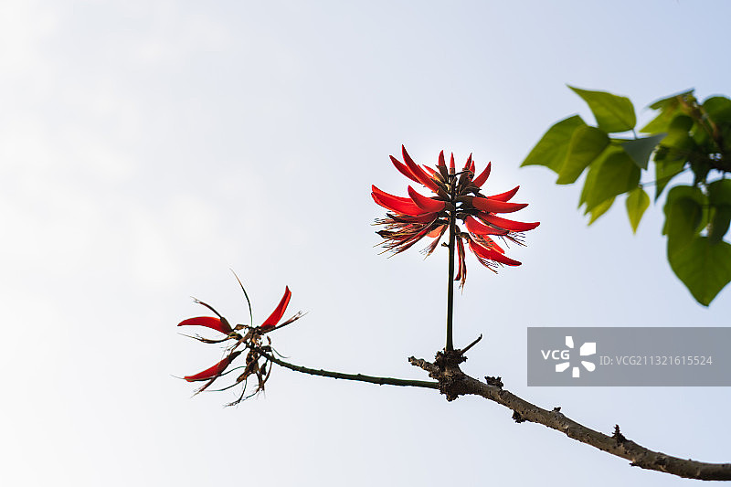 福建省厦门市翔安区大嶝岛东南端英雄三岛战地观光园刺桐图片素材