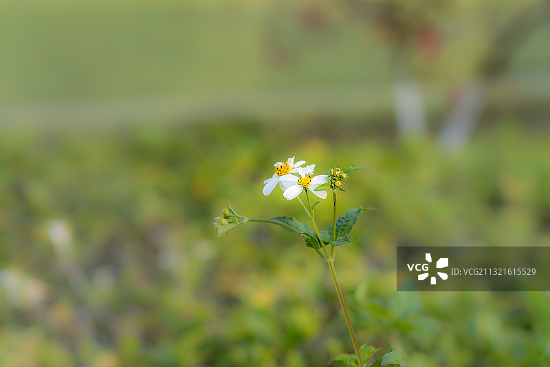福建省厦门市翔安区大嶝岛东南端英雄三岛战地观光园白花鬼针草图片素材