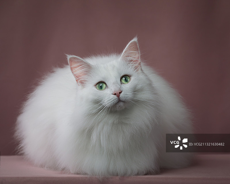 挪威森林猫肖像图片素材