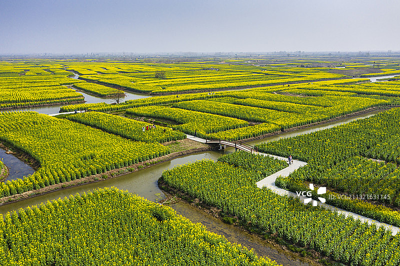 江苏兴化千垛油菜花海航拍图片素材
