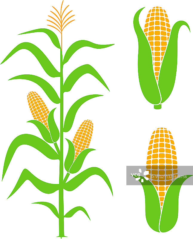 玉米图片素材