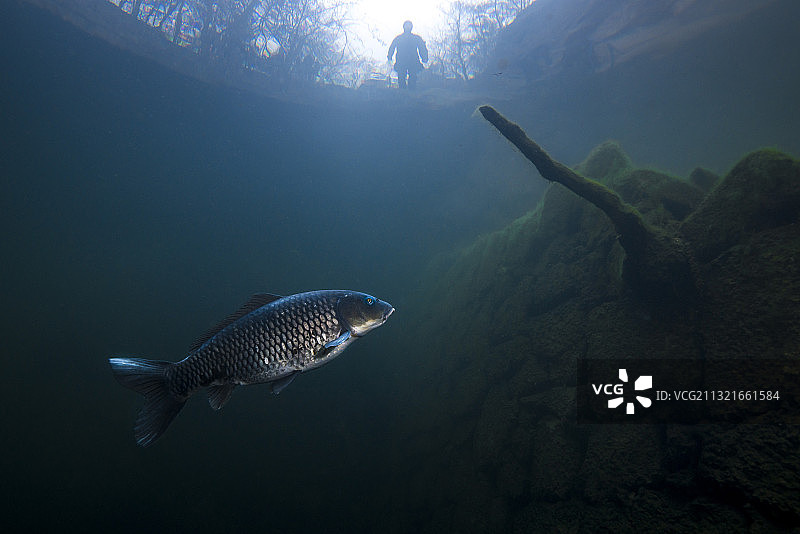 采石场湖中水下的鲤鱼，一个人站在外面图片素材