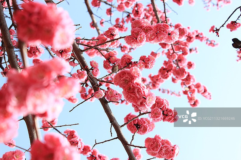 红梅花图片素材