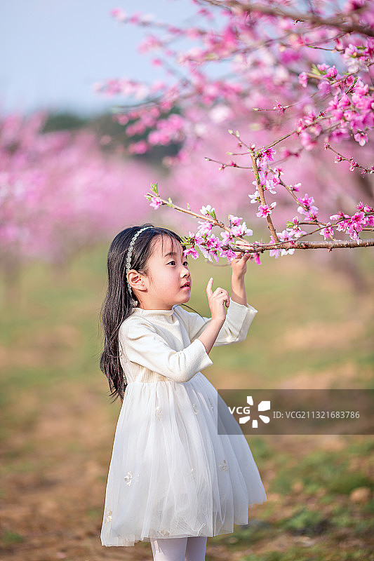 穿白色连衣裙的小女孩在桃花林里采野菜游玩图片素材