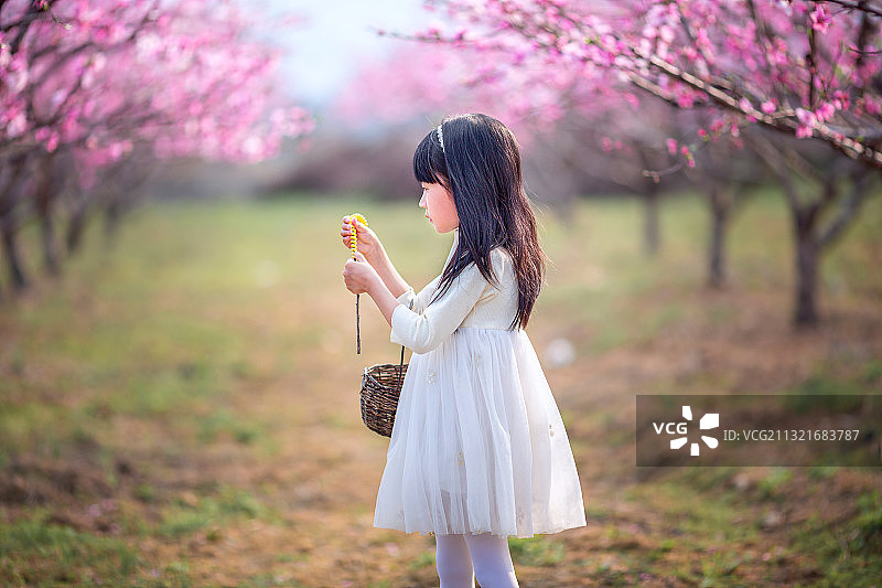 穿白色连衣裙的小女孩在桃花林里采野菜游玩图片素材
