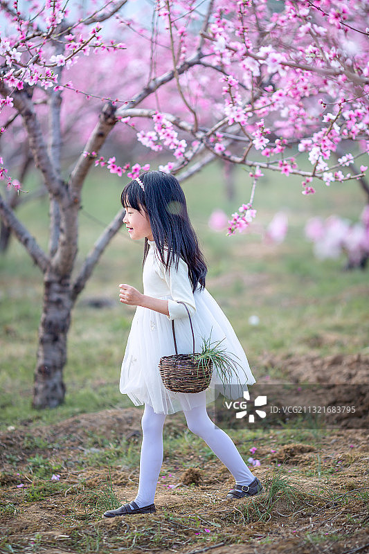 穿白色连衣裙的小女孩在桃花林里采野菜游玩图片素材