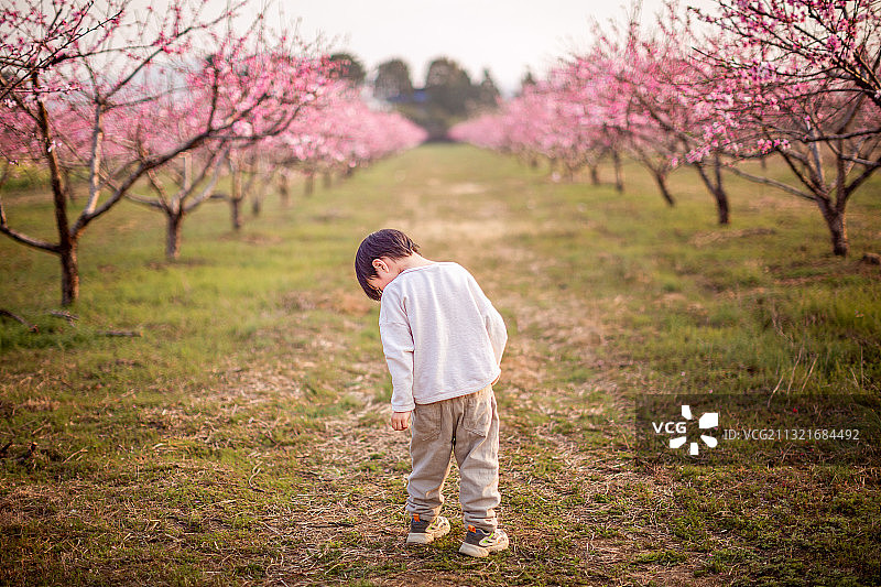 春天来了桃花开了，一个小男孩在桃花林里嬉戏游玩图片素材
