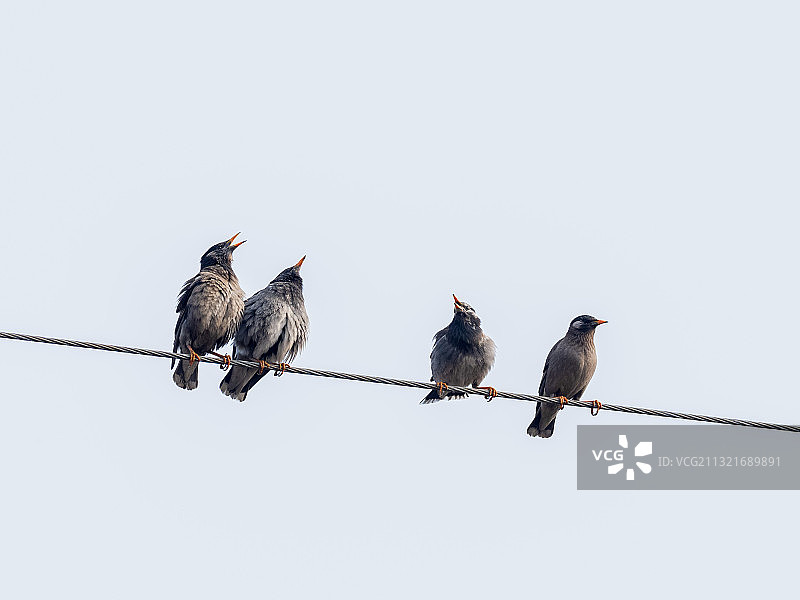鸟儿的故事图片素材