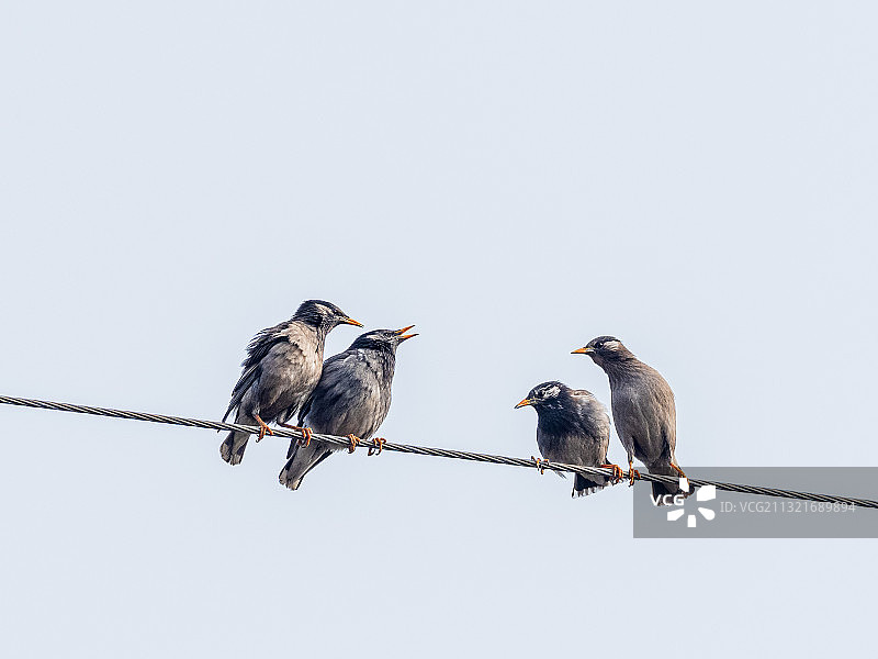 鸟儿的故事图片素材