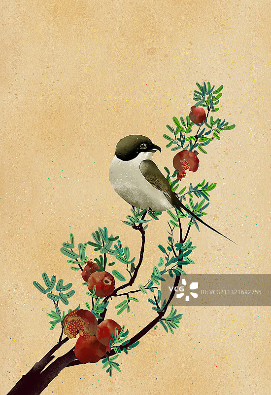 中国风国画 停留在石榴树枝上的小鸟图片素材