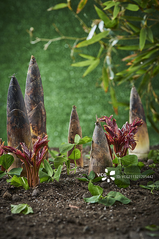 春季里的春笋和香椿图片素材