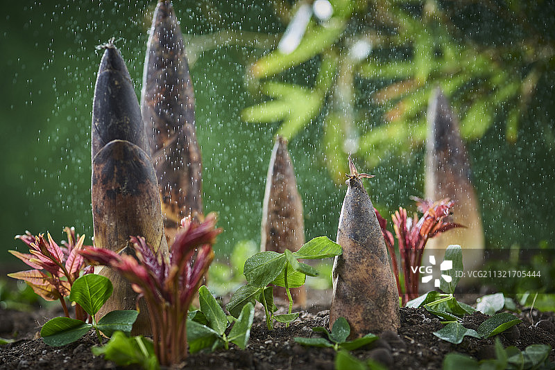 春季细雨中的春笋和香椿图片素材