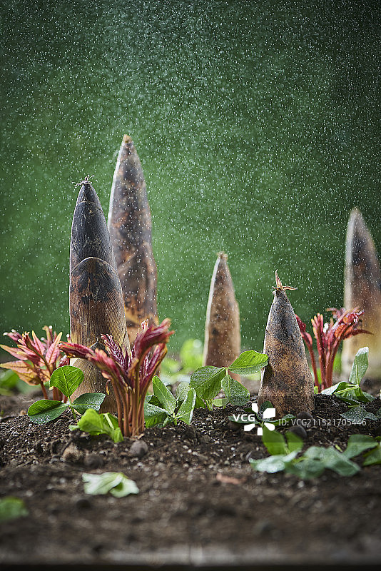 春季细雨中的春笋和香椿图片素材