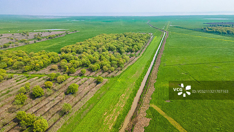 绿油油的洞庭湖湿地图片素材