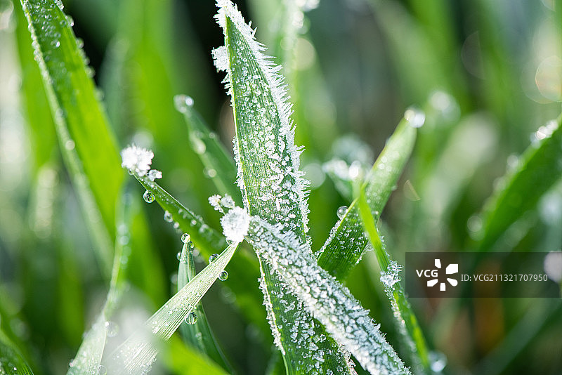 冬季结霜霜降后的麦苗图片素材