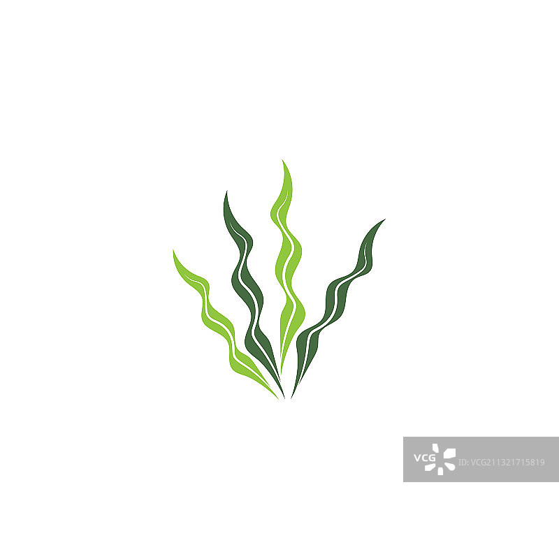 海藻模板图片素材