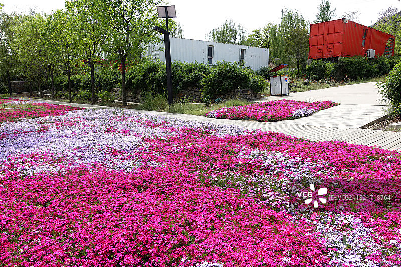 山东枣庄山亭区一景区内五彩缤纷的芝樱花竞相绽放图片素材