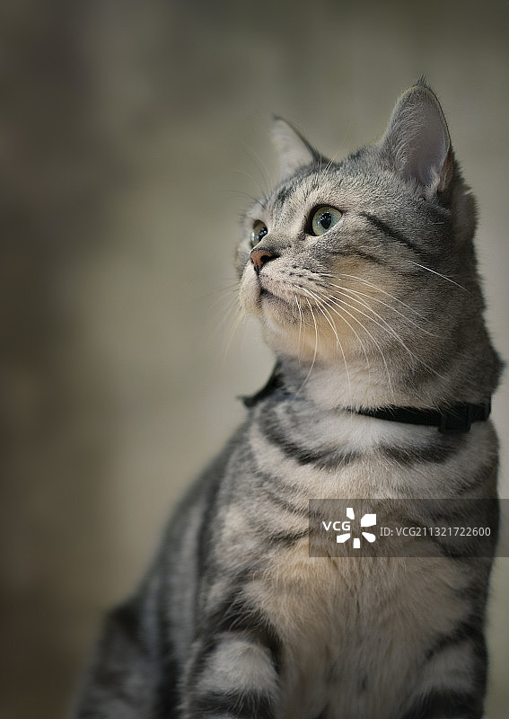 抬头张望的美国短毛猫图片素材