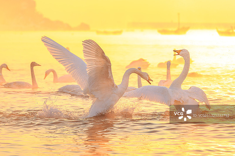 野生大天鹅威海越冬图片素材